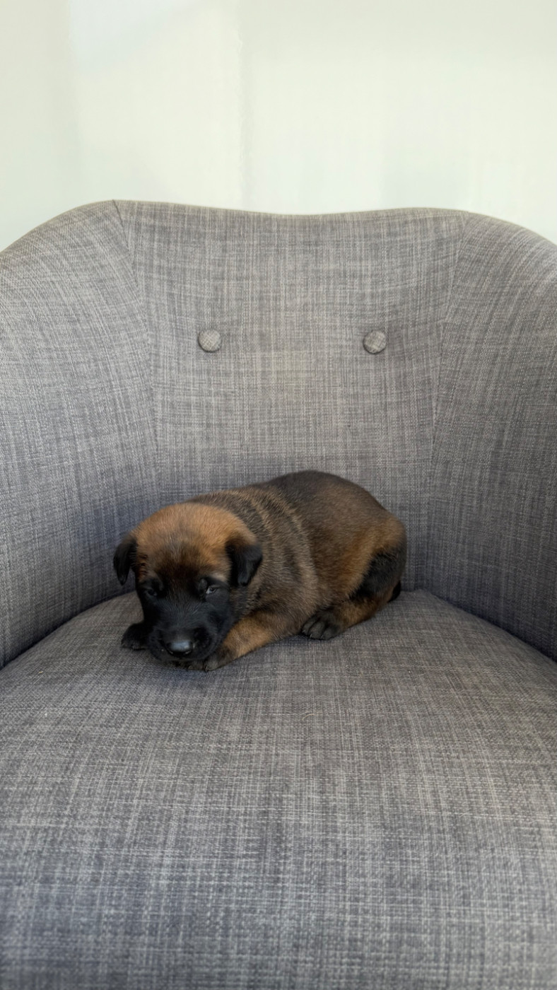 Chiot N°7
