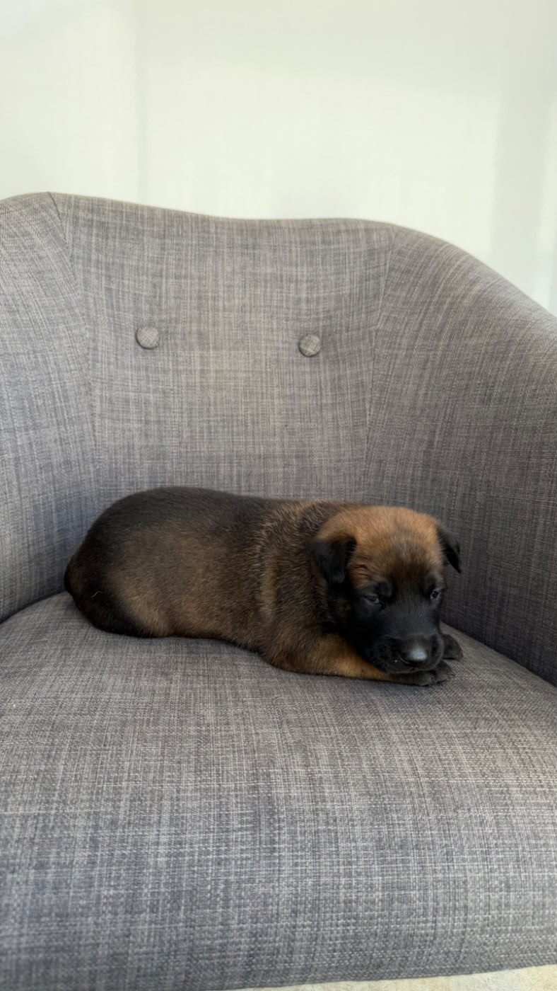 Chiot N°7