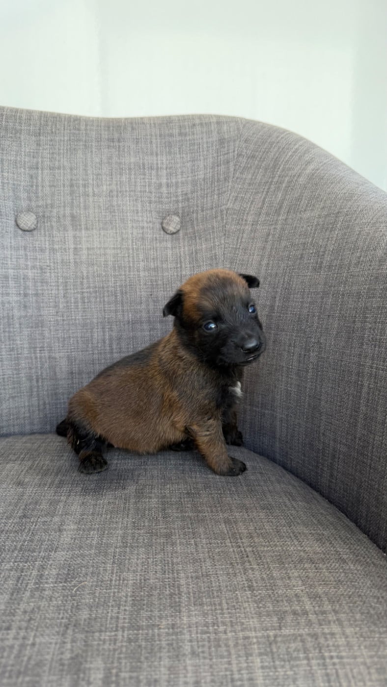 Chiot N°8