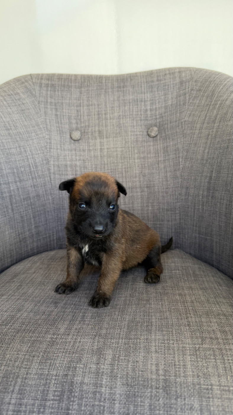 Chiot N°8