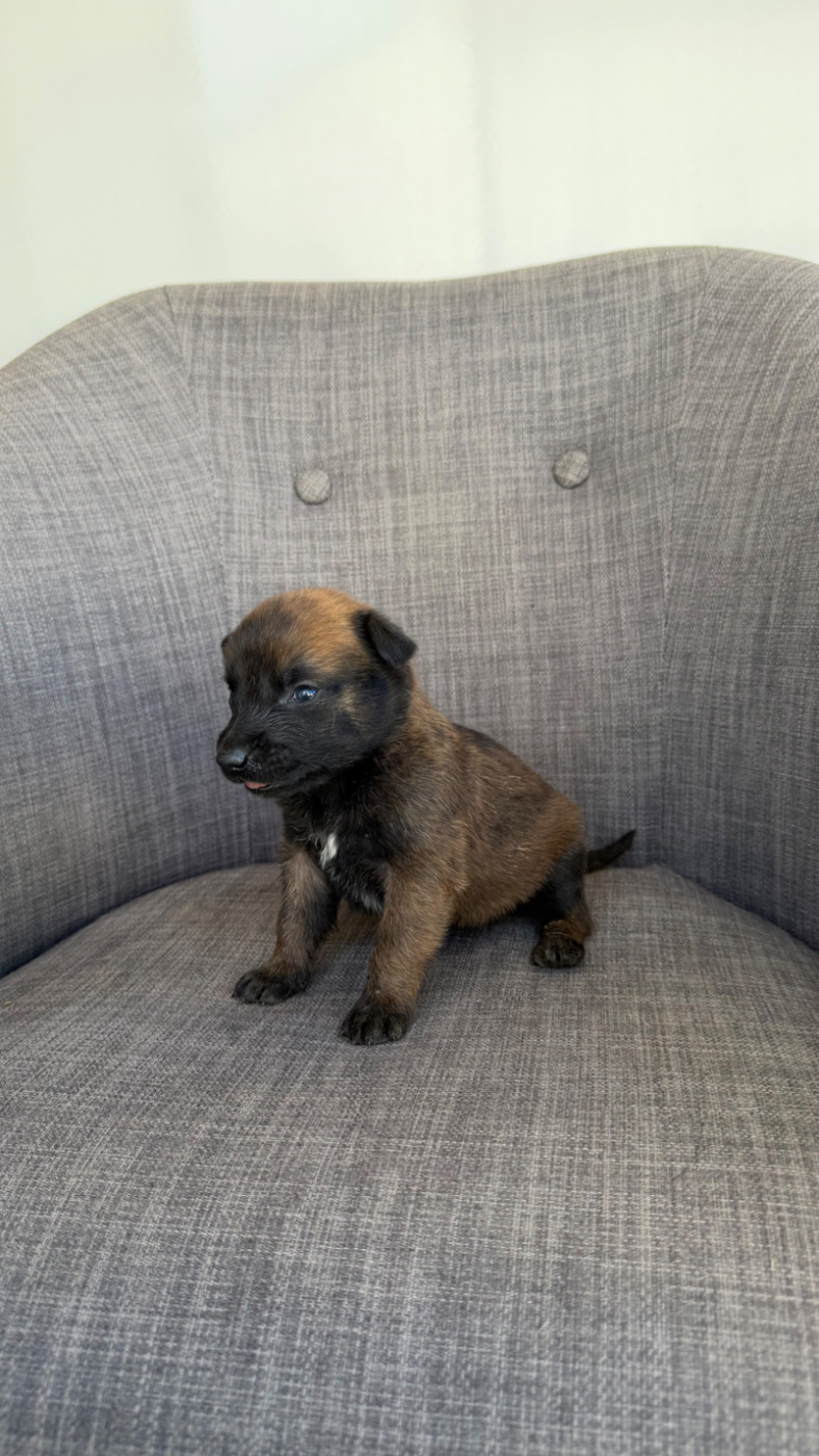 Chiot N°8