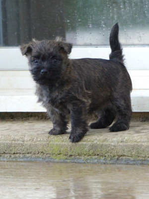 Les chiots de Cairn Terrier