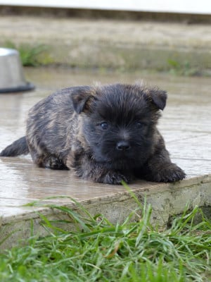Les chiots de Cairn Terrier