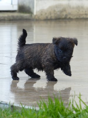 Les chiots de Cairn Terrier