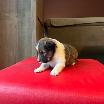 Les chiots de Shetland Sheepdog