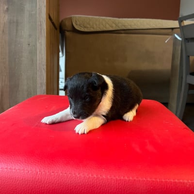 Les chiots de Shetland Sheepdog