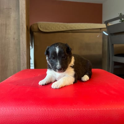 Les chiots de Shetland Sheepdog