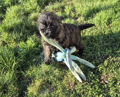 Les chiots de Cairn Terrier