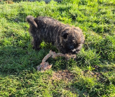 Les chiots de Cairn Terrier