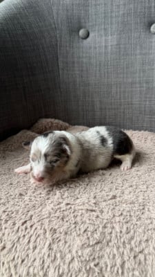 Les chiots de Shetland Sheepdog