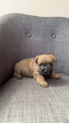Les chiots de Cairn Terrier