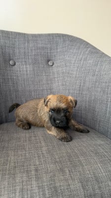 Les chiots de Cairn Terrier