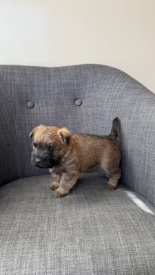 Les chiots de Cairn Terrier