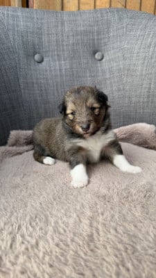 Les chiots de Shetland Sheepdog