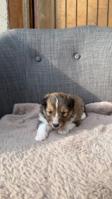 Les chiots de Shetland Sheepdog