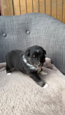 Les chiots de Shetland Sheepdog