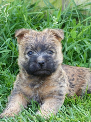 Les chiots de Cairn Terrier