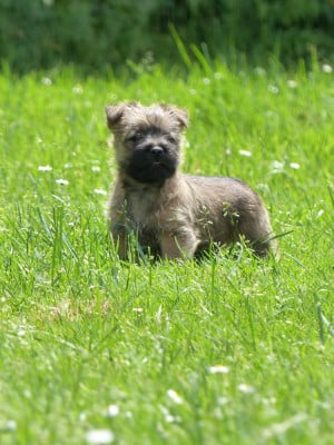 Les chiots de Cairn Terrier