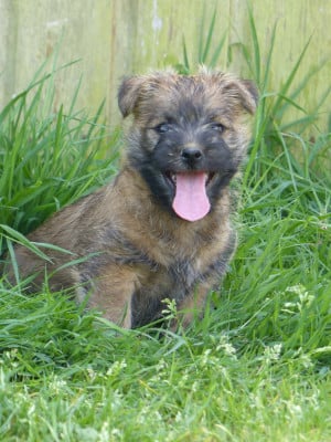 Les chiots de Cairn Terrier