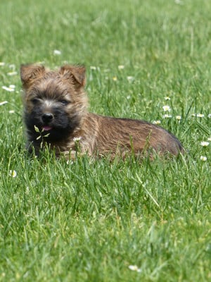 Les chiots de Cairn Terrier
