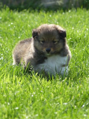 Les chiots de Shetland Sheepdog