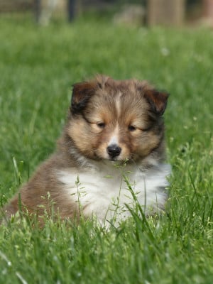Les chiots de Shetland Sheepdog