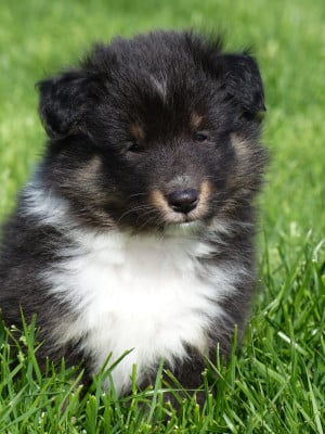 Les chiots de Shetland Sheepdog