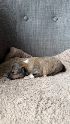 Les chiots de Shetland Sheepdog