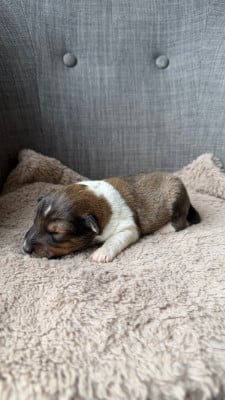 Les chiots de Shetland Sheepdog