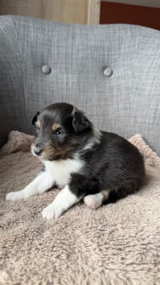 Les chiots de Shetland Sheepdog