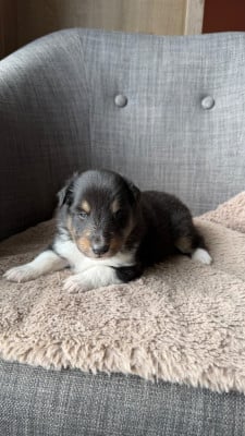 Les chiots de Shetland Sheepdog