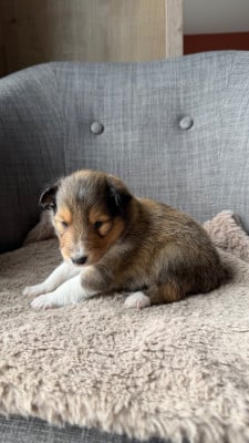 Les chiots de Shetland Sheepdog
