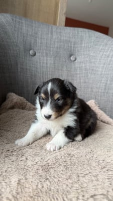 Les chiots de Shetland Sheepdog