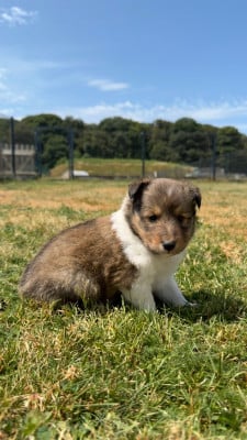 Les chiots de Shetland Sheepdog