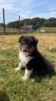 Les chiots de Shetland Sheepdog