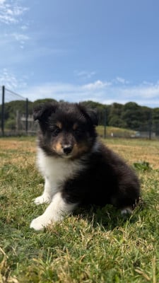 Les chiots de Shetland Sheepdog