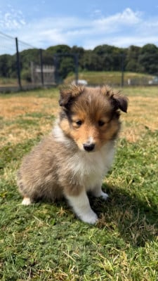 Les chiots de Shetland Sheepdog