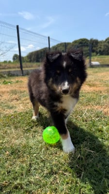 Les chiots de Shetland Sheepdog