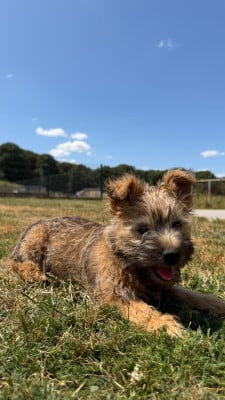 Les chiots de Cairn Terrier