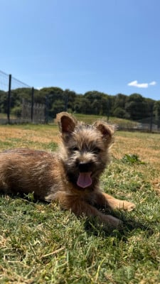 Les chiots de Cairn Terrier