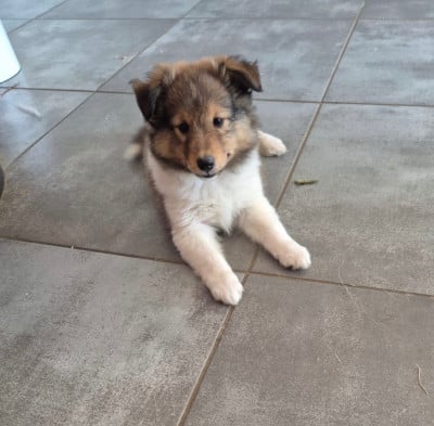 Les chiots de Shetland Sheepdog
