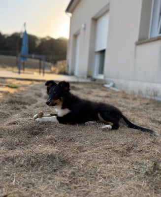 Shetland Sheepdog
