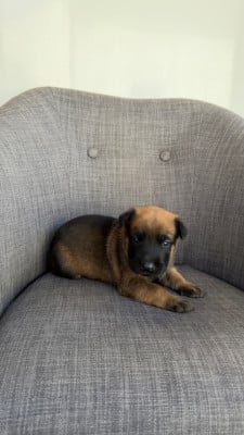 Les chiots de Berger Belge