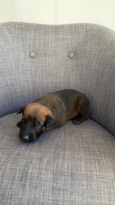 Les chiots de Berger Belge