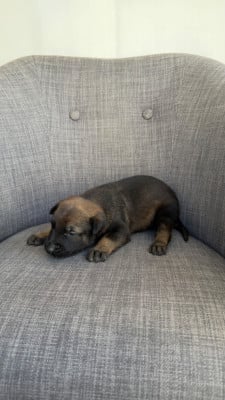 Les chiots de Berger Belge