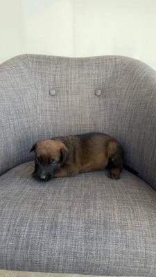 Les chiots de Berger Belge