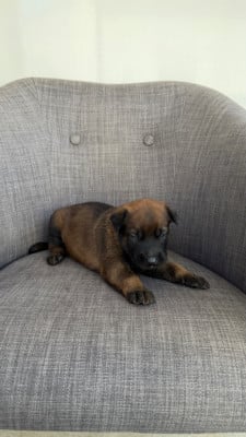 Les chiots de Berger Belge