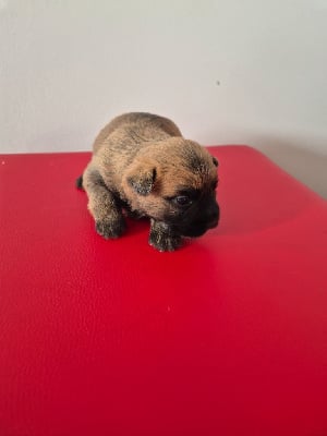 Les chiots de Cairn Terrier