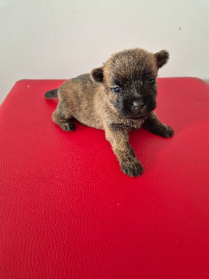 Les chiots de Cairn Terrier