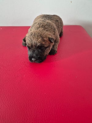 Les chiots de Cairn Terrier